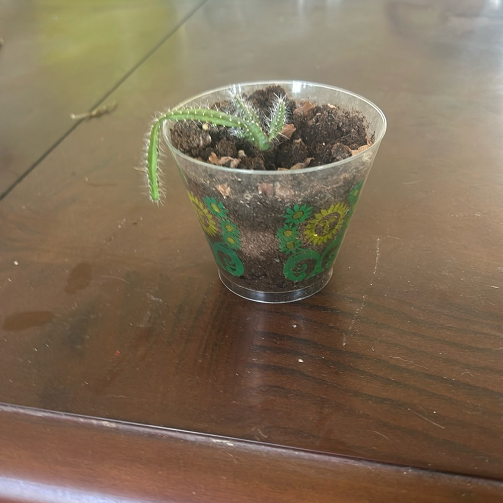 2 cactus plants if you want just one comment.